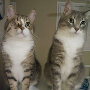 Meet your Posher, Lori